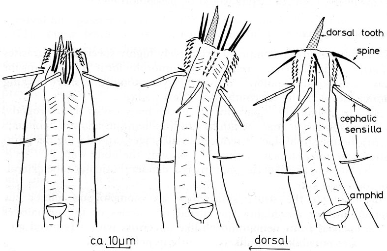 Представитель Семейства Onchulidae